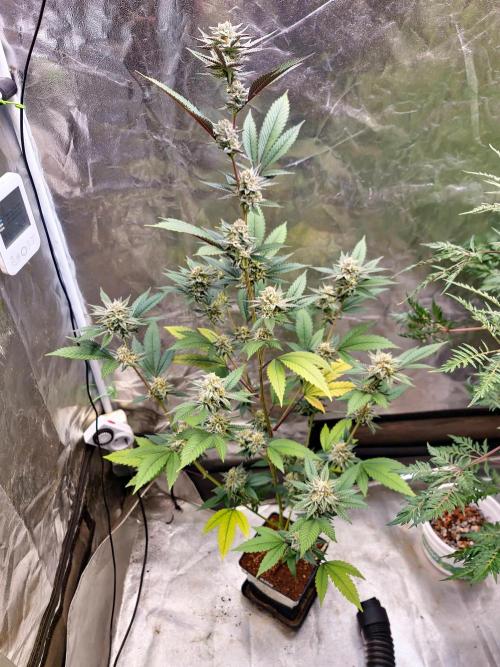 Number One Strain 🍓. Week 9