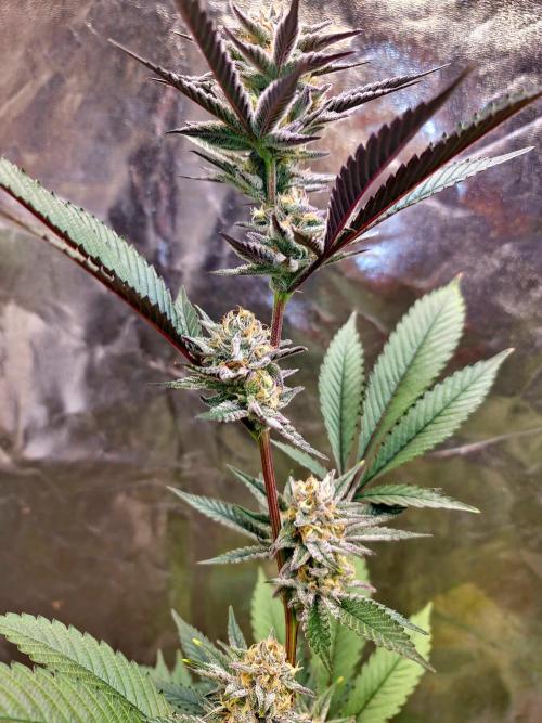 Number One Strain 🍓. Week 9
