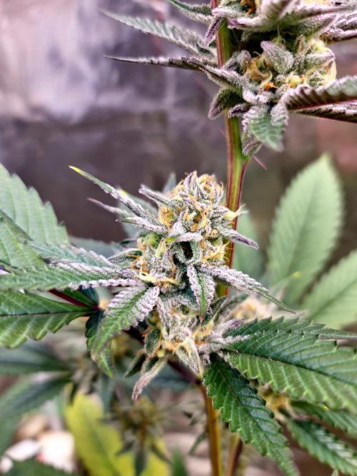 Number One Strain 🍓. Week 9