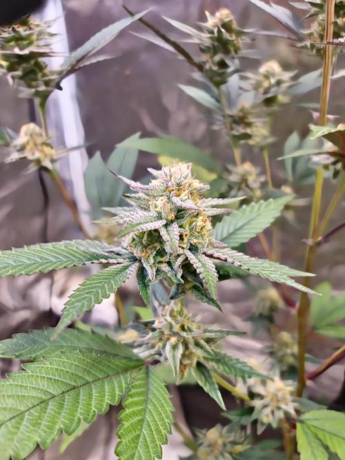 Number One Strain 🍓. Week 9