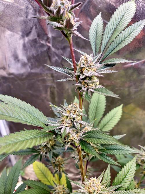 Number One Strain 🍓. Week 9