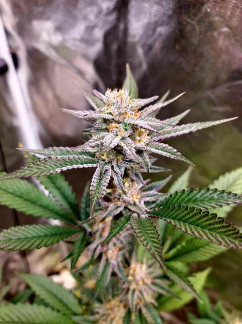 Number One Strain 🍓. Week 9