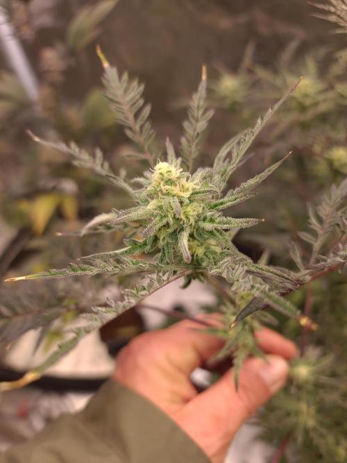 Frosty - Freaky - Purple. Week 18
