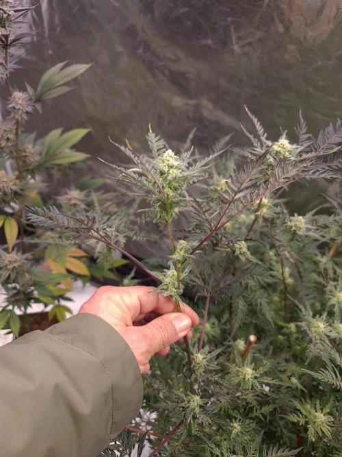 Frosty - Freaky - Purple. Week 18