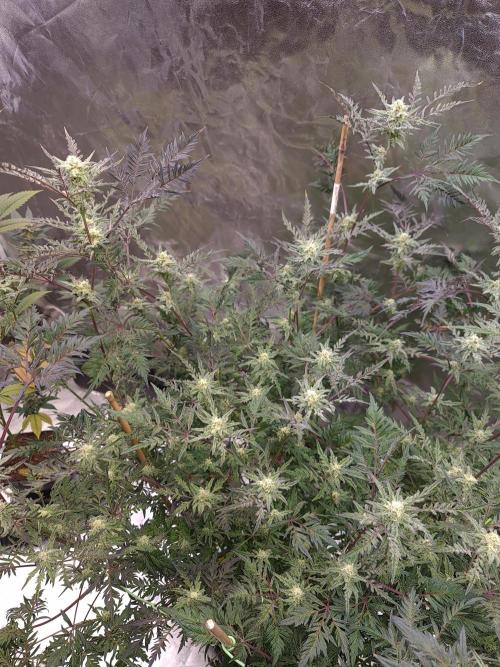 Frosty - Freaky - Purple. Week 18