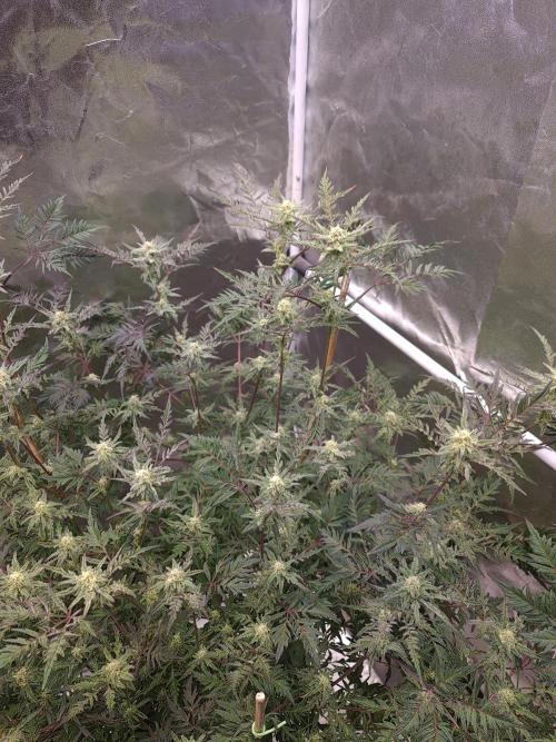 Frosty - Freaky - Purple. Week 18