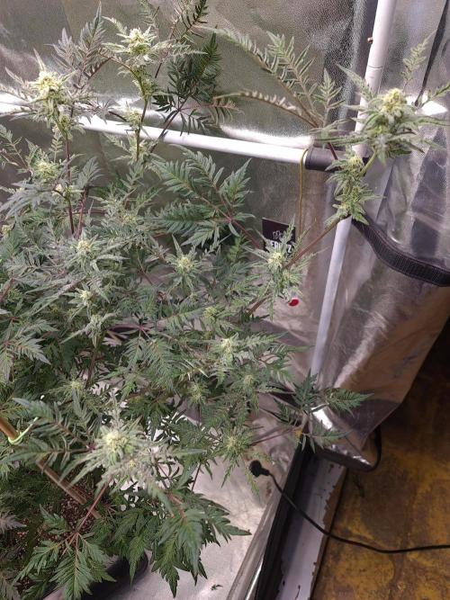 Frosty - Freaky - Purple. Week 18