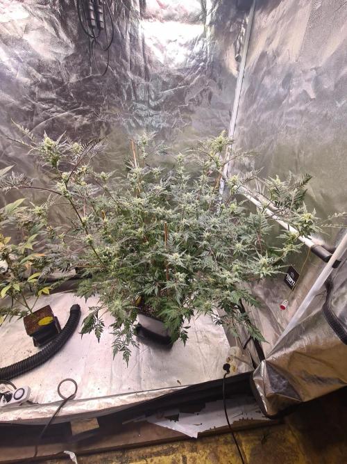 Frosty - Freaky - Purple. Week 18