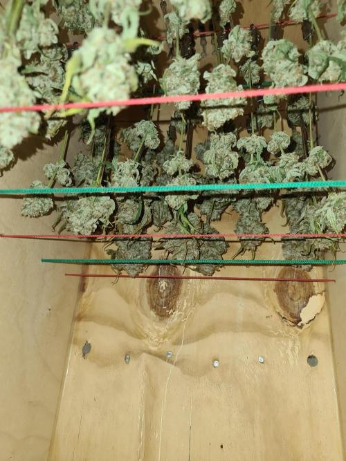 Bloom&Seed.Co. Week 17
