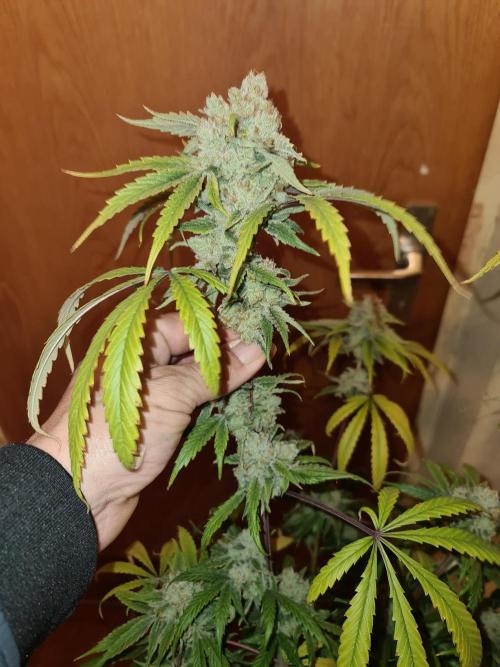 Bloom&Seed.Co. Week 17