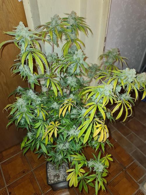 Bloom&Seed.Co. Week 17