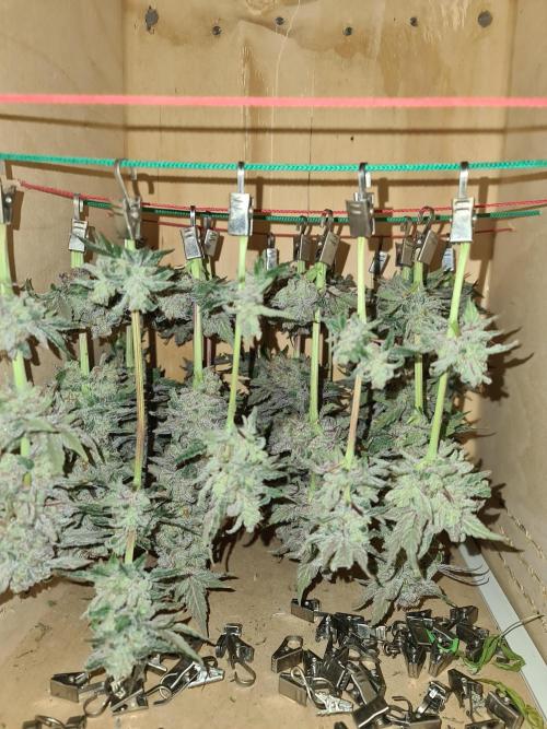 Bloom&Seed.Co. Week 17