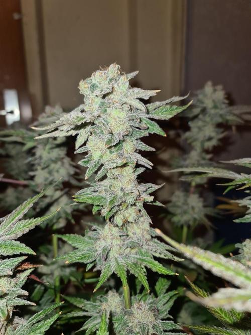 Bloom&Seed.Co. Week 17