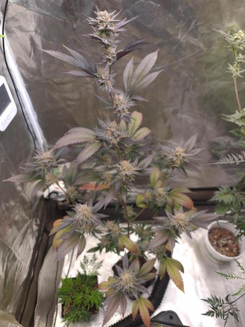 Number One Strain 🍓. Week 10