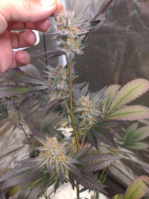 Number One Strain 🍓. Week 10