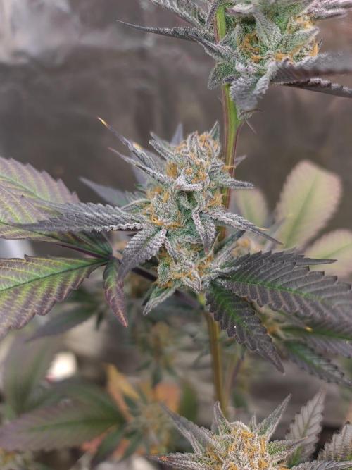 Number One Strain 🍓. Week 10