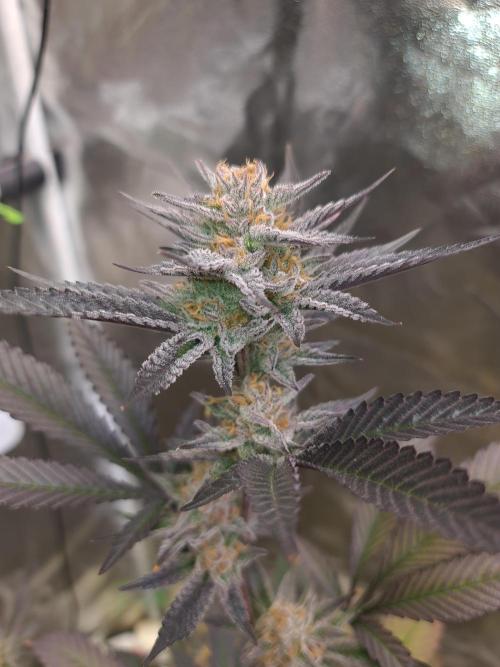 Number One Strain 🍓. Week 10