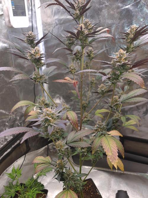 Number One Strain 🍓. Week 10
