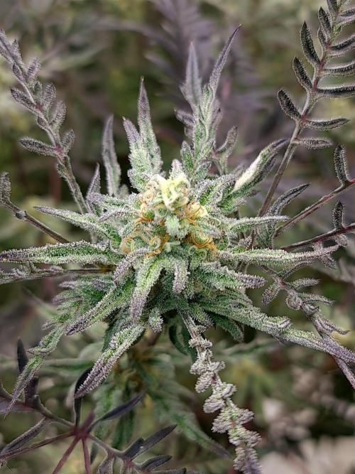 Frosty - Freaky - Purple. Week 19