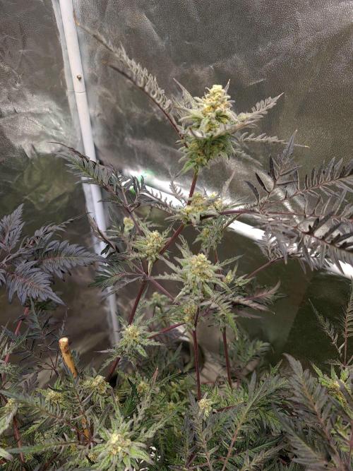 Frosty - Freaky - Purple. Week 19
