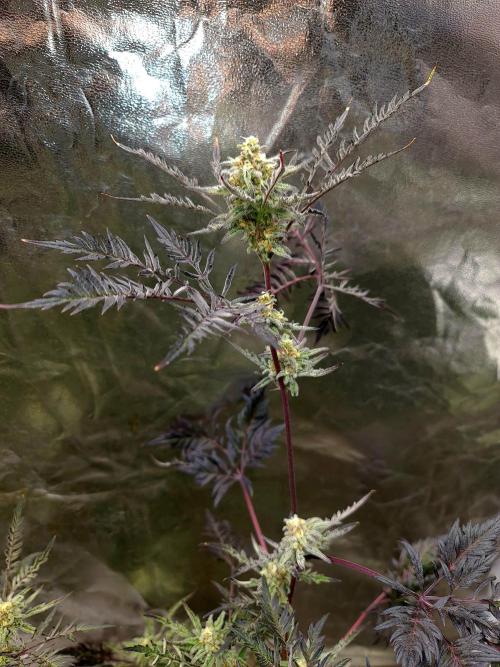 Frosty - Freaky - Purple. Week 19