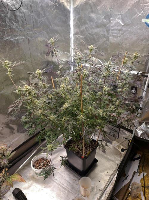 Frosty - Freaky - Purple. Week 19