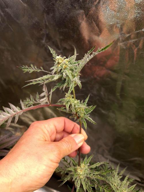 Frosty - Freaky - Purple. Week 19