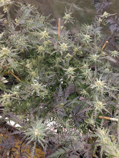 Frosty - Freaky - Purple. Week 19