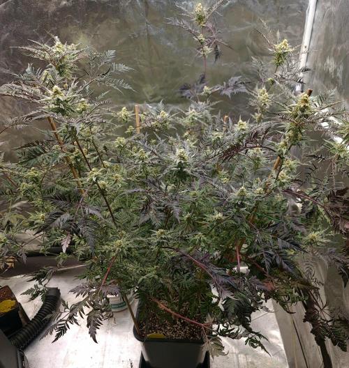 Frosty - Freaky - Purple. Week 19