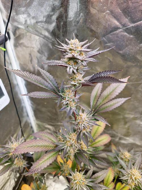 Number One Strain 🍓. Week 10