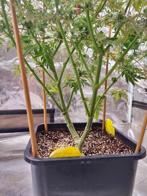Frosty - Freaky - Purple. Week 19