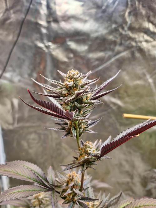 Number One Strain 🍓. Week 11