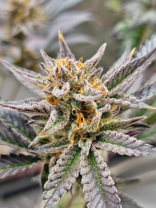 Number One Strain 🍓. Week 11
