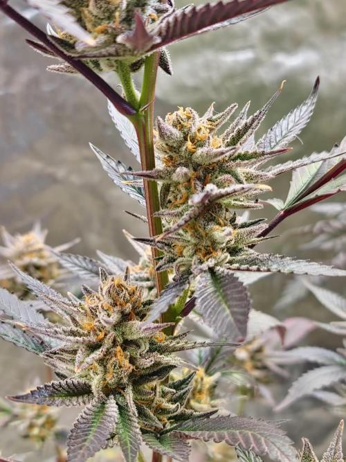 Number One Strain 🍓. Week 11