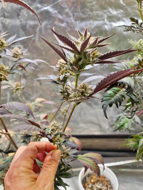 Number One Strain 🍓. Week 11