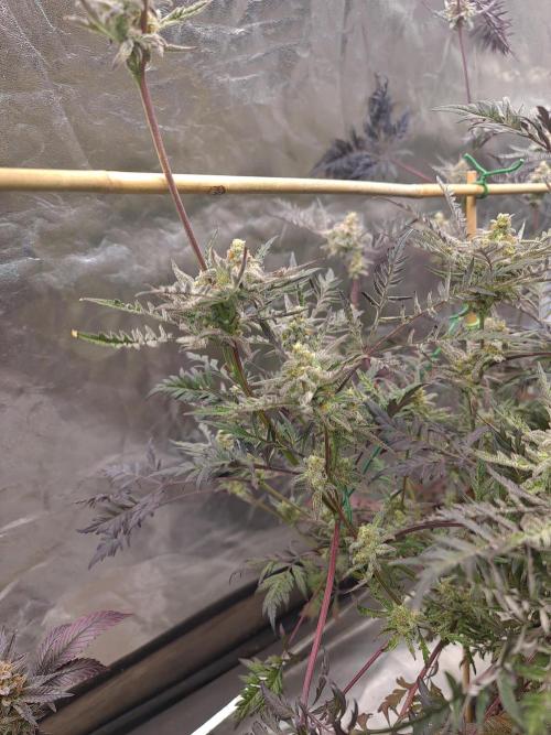 Frosty - Freaky - Purple. Week 20