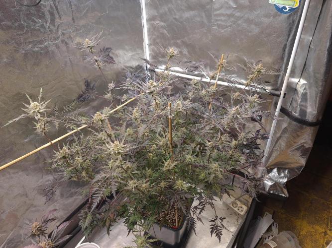 Frosty - Freaky - Purple. Week 20