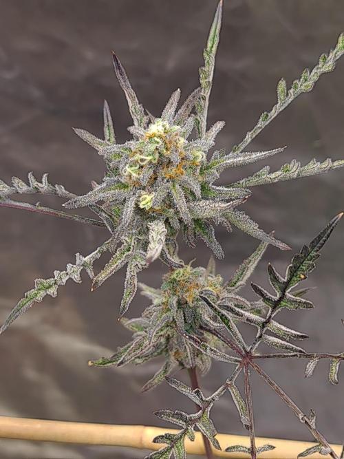 Frosty - Freaky - Purple. Week 20