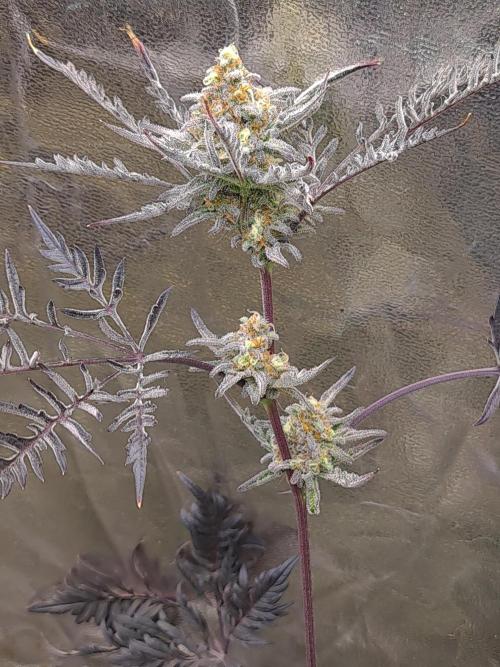 Frosty - Freaky - Purple. Week 20