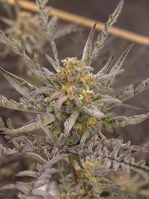 Frosty - Freaky - Purple. Week 20