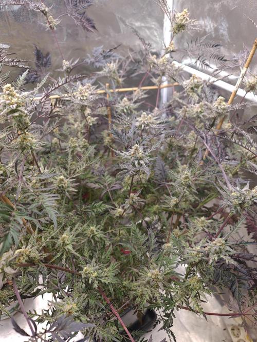 Frosty - Freaky - Purple. Week 20