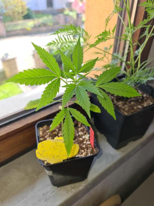Amnesia Dream XL Auto. Week 3