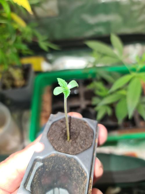 Amnesia Dream XL Auto. Week 3