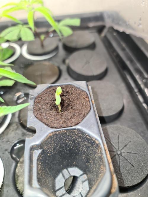 Amnesia Dream XL Auto. Week 3