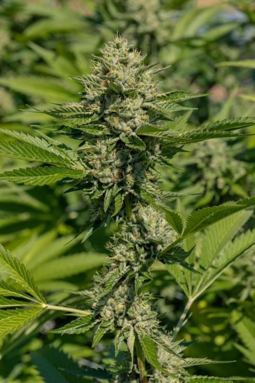 Lamboz - Ridgeline Farms. Week 0