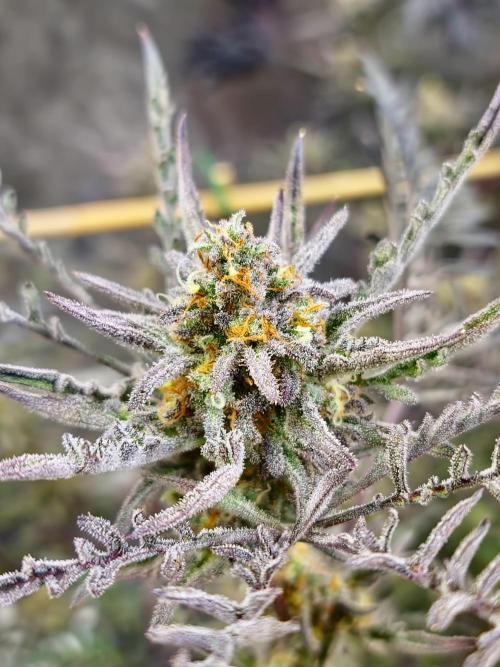 Frosty - Freaky - Purple. Week 21