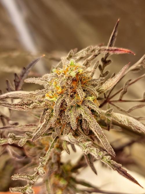 Frosty - Freaky - Purple. Week 21