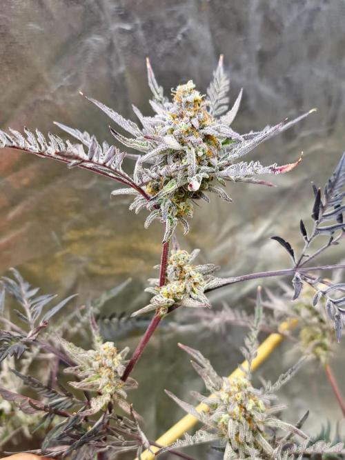 Frosty - Freaky - Purple. Week 21