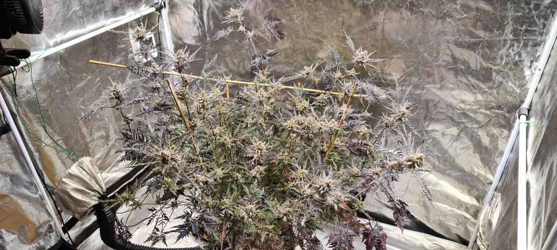 Frosty - Freaky - Purple. Week 21