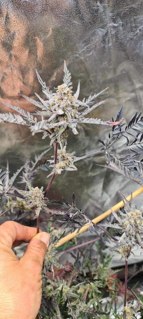 Frosty - Freaky - Purple. Week 21